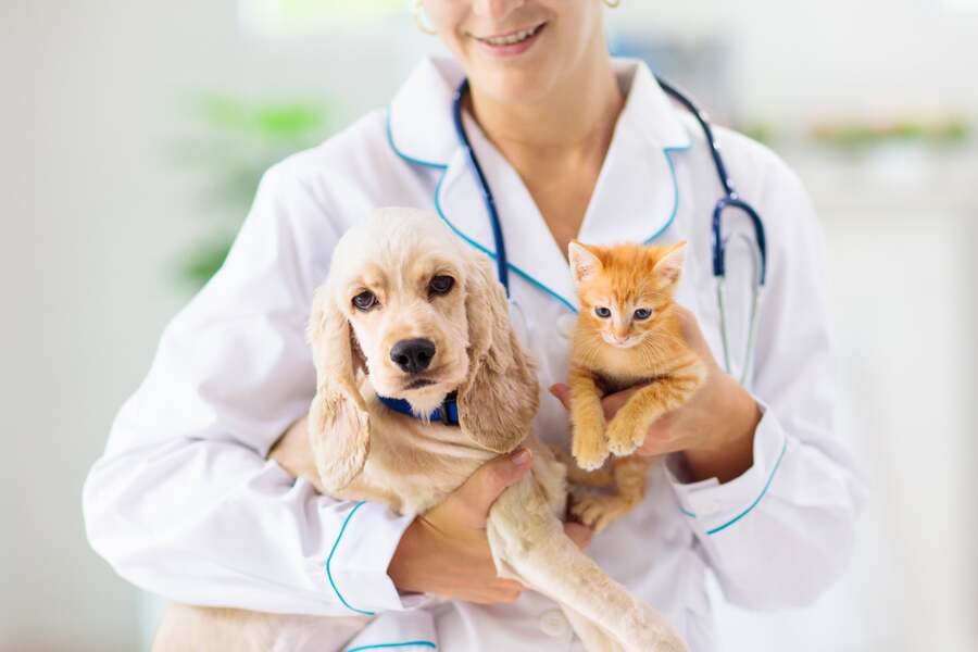 Veterinarians